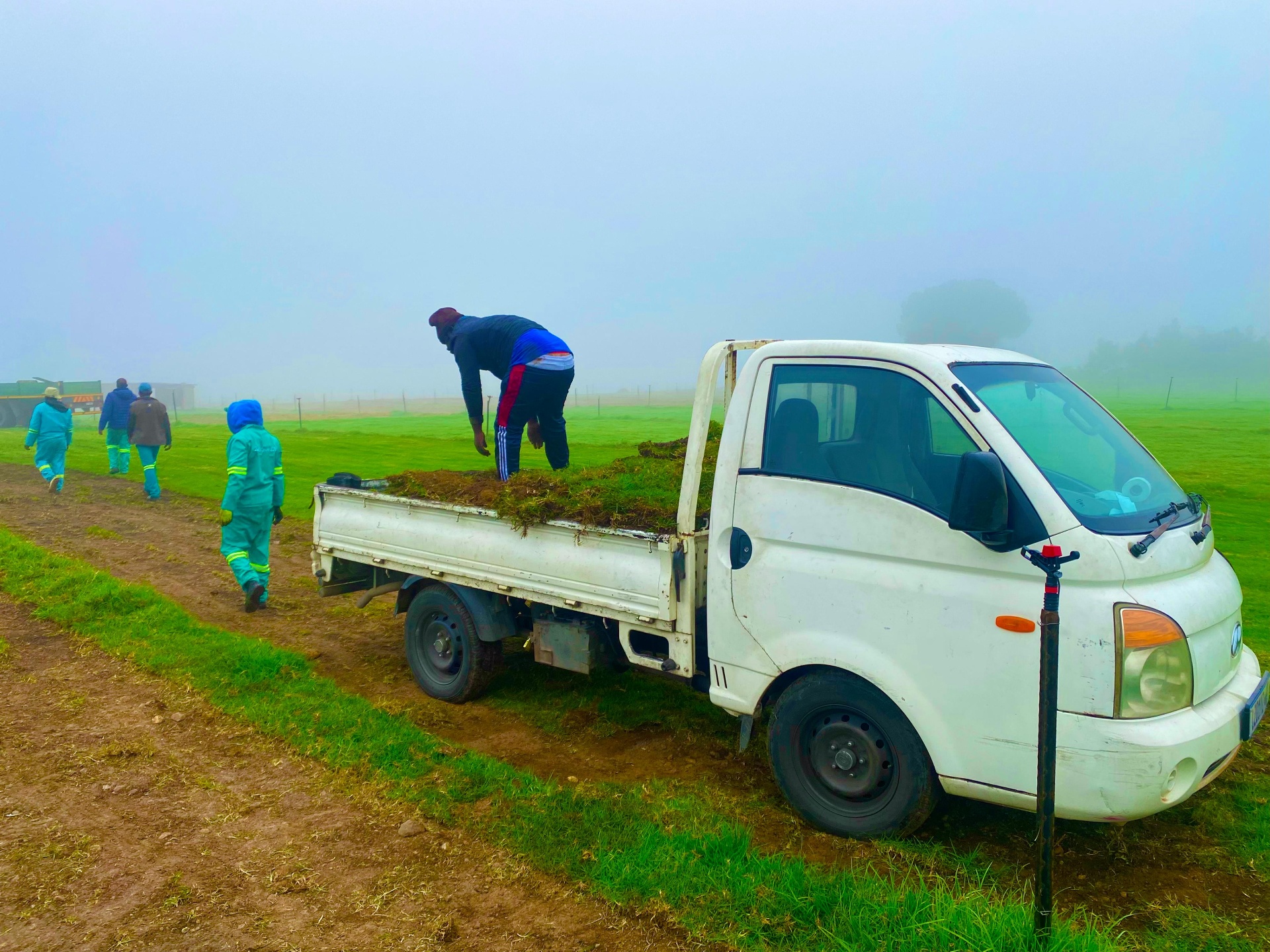 Harvesting lawn rolls at the farm