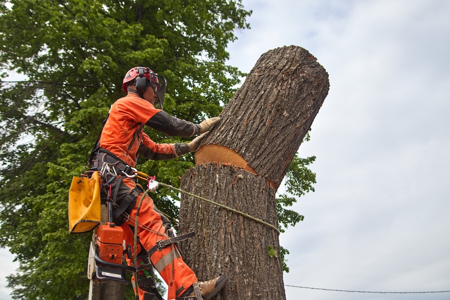 Certified arborist at work