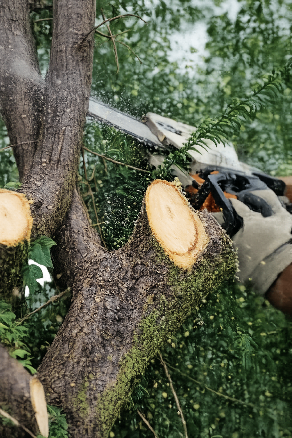 Tall tree clearance