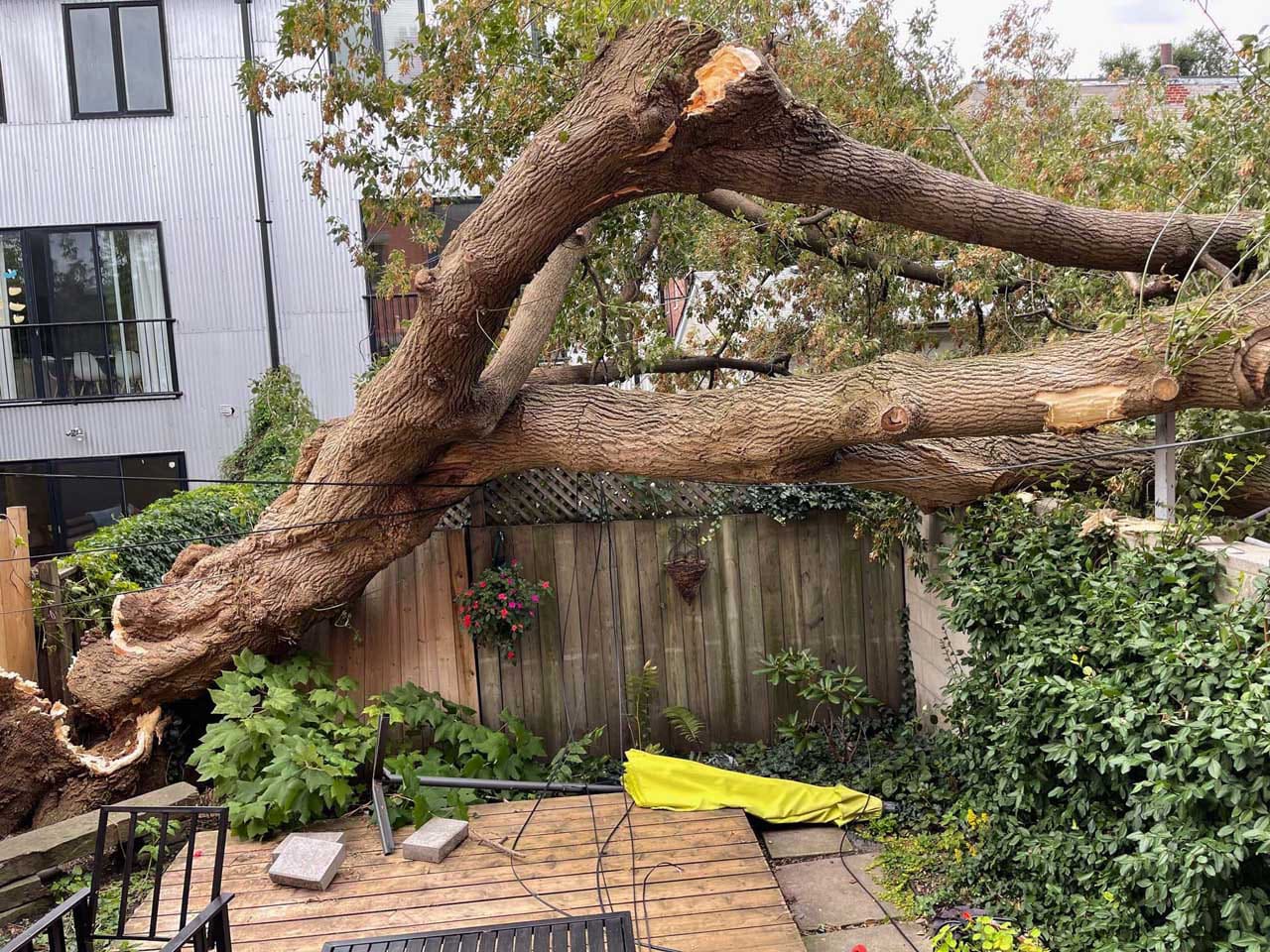 Storm damage tree removal