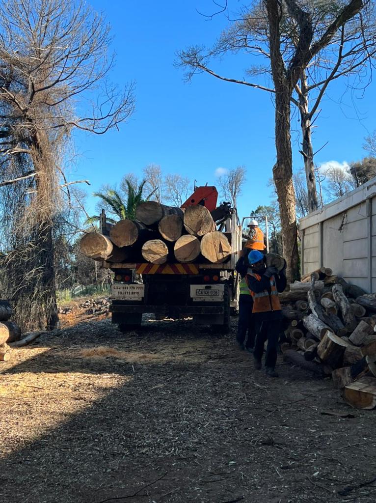 Tree Felling