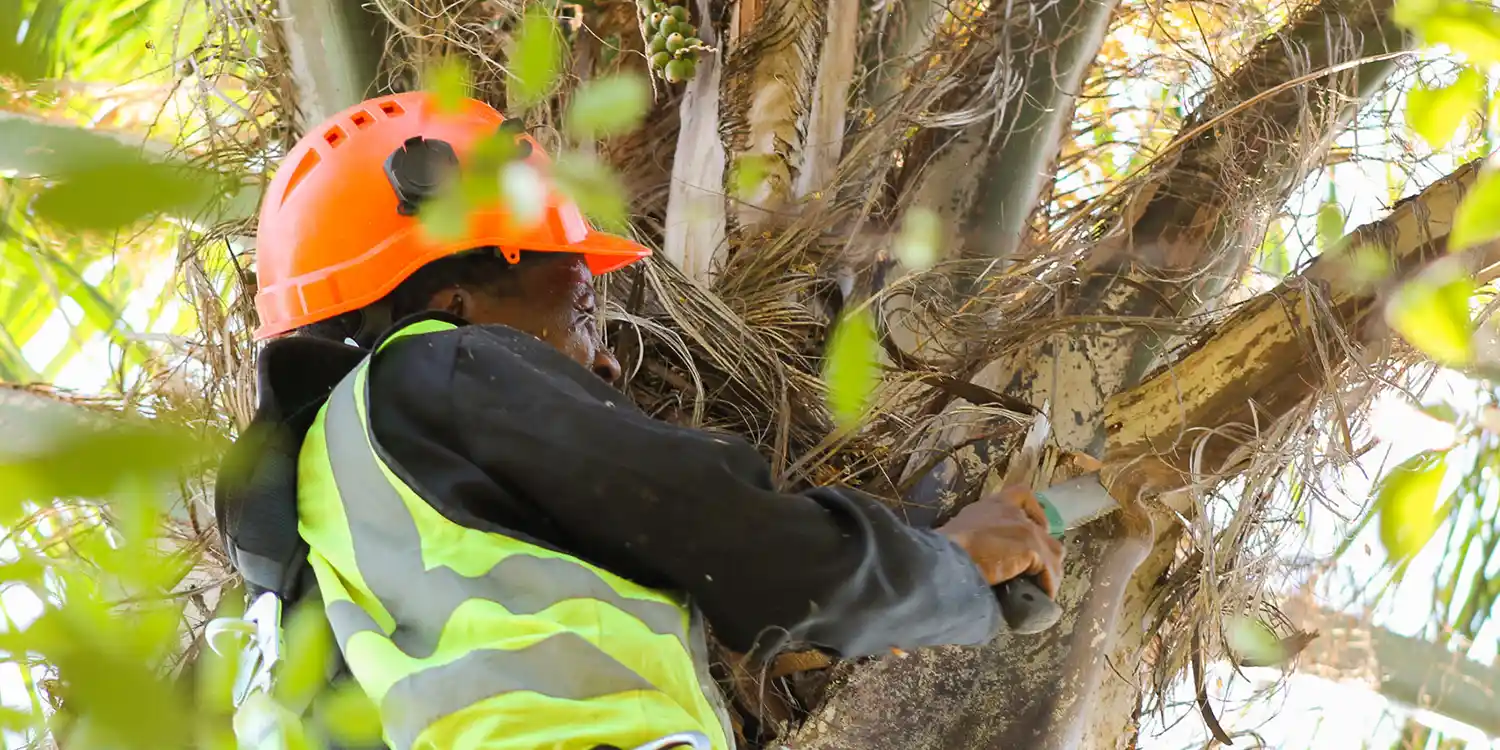 Palm tree pruning